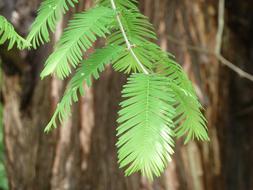 Sequoia Leaves Giant Redwood