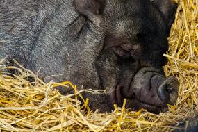 black pig sleeping in the hay at the farm