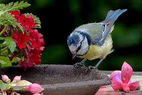 Blue Tit Bird and red flowers