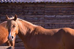 charming Horses Brown