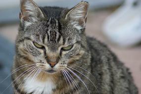 Cat Tired Pet