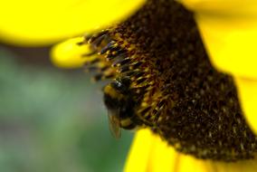 Close-up of the bee, on the beautiful, blossoming, brown and yellow flower