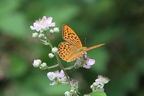 charming orange Butterfly pink flowers