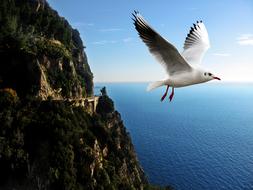 Amalfi Coast cliff and seagull
