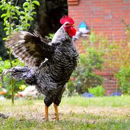 Gockel Poultry
