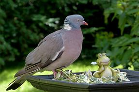 dove on the fountain in the park