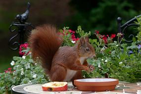 Sciurus Squirrel Animal Mammal in garden