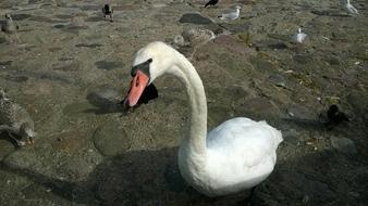 Swan Gdynia