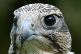 Falcon Raptor Bird portrait