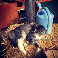 Beautiful, cute and colorful cat, laying on the yellow hay, in the barn