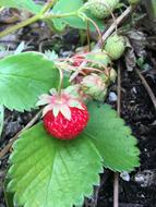 ripe berry on a leaf