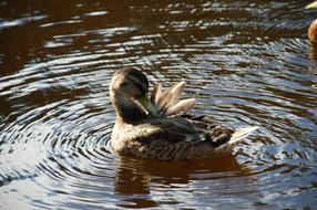 Duck Bird Swim water