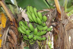 small green bananas