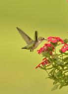 little bird near a flower