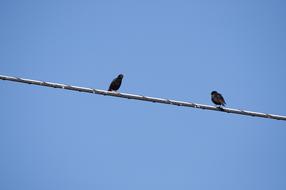 Two Birds on Wire