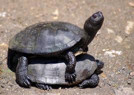 two black Turtles on ground
