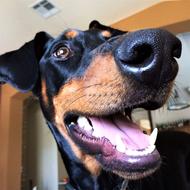 Dog Doberman Canine face