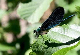 Blue Insect Dragonfly