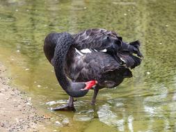Swans Black Swan Bird