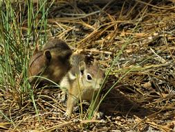 Chipmunk Rodent Cute