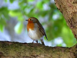 Bird Robin on a blurred background