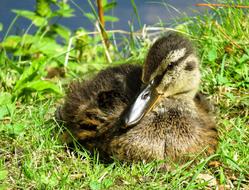 Animal Nature Duck