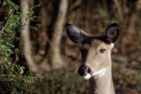 Portrait of the cute and beautiful White- tailed deer among the plants