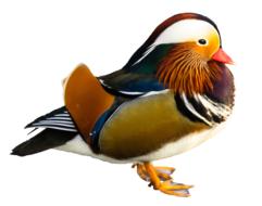 clipart of mandarin duck water bird