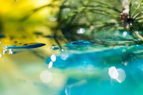 water surface with plants