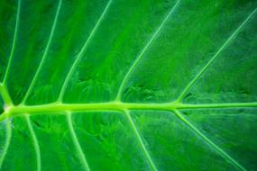 bright veins of a tropical plant leaf