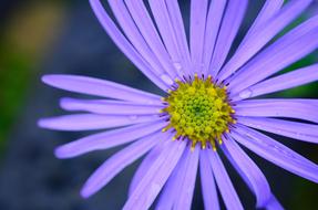 Flower Nature Natural
