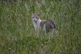 Domestic Cat Feline Animal