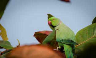 Parrot Bird Nature