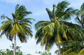 Palm Trees Blue Sky