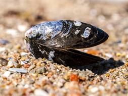 Shell Animal on Sand