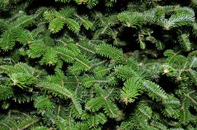 macro photo of branches of an evergreen tree