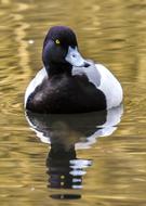 Cute and beautiful, white and black duck in the water with ripple