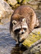 Cute, colorful and beautiful racoon in the water with rocks