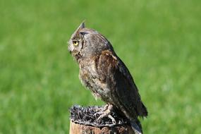 Owl Animal