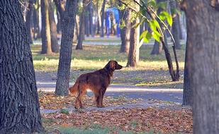 Dog and Man Best Friend