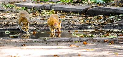 Water Puddle