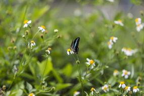 blue and black butterfly on white flower