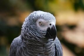 Animal Nature grey parrot Bird