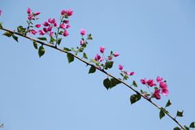 Bougainvillea