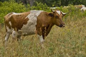Cow on Field Meadow