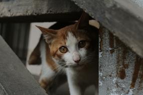 staring cat from under the stairs