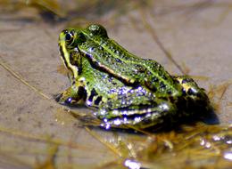 Close-up of the shiny, cute, colorful and beautiful frog in the water, on the stone