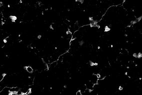 black texture background