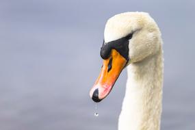 Swan, Bird Head close up, grey blur background