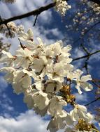 many flowers on a branch
